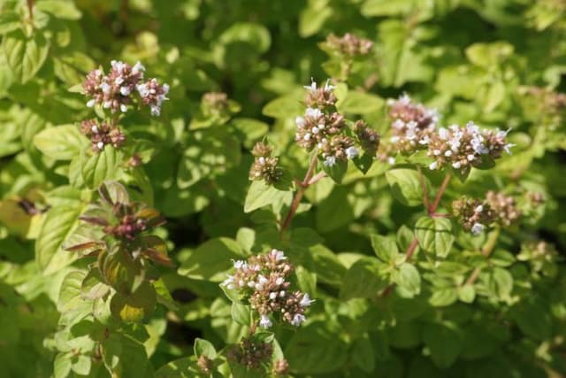 Pot marjoram