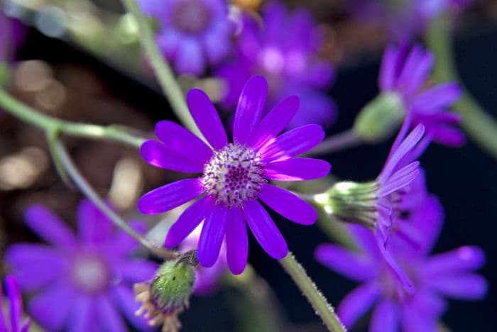 pink ragwort