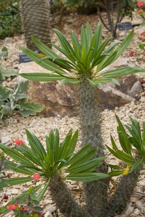 Madagascar palm