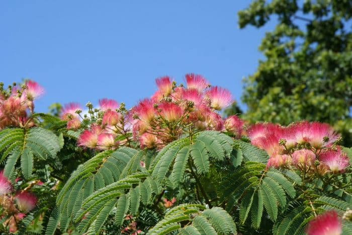 pink silk tree