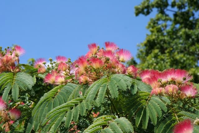 Pink silk tree