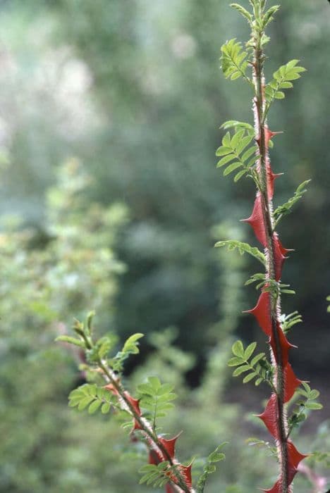 winged thorn rose