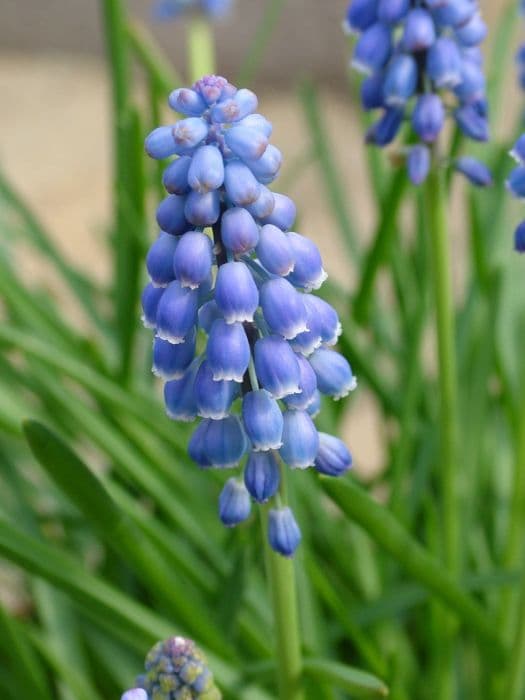 grape hyacinth 'Christmas Pearl'