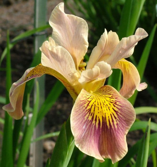 iris 'Goring Steeple'