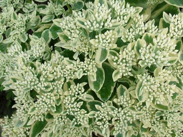 Stonecrop 'Frosty Morn'