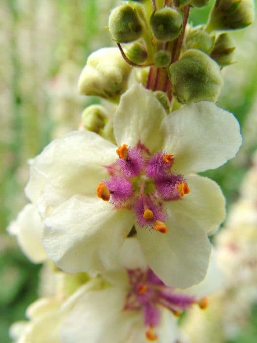 white nettle-leaved mullein