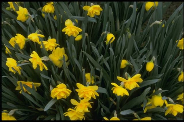 Daffodil 'Crackington'