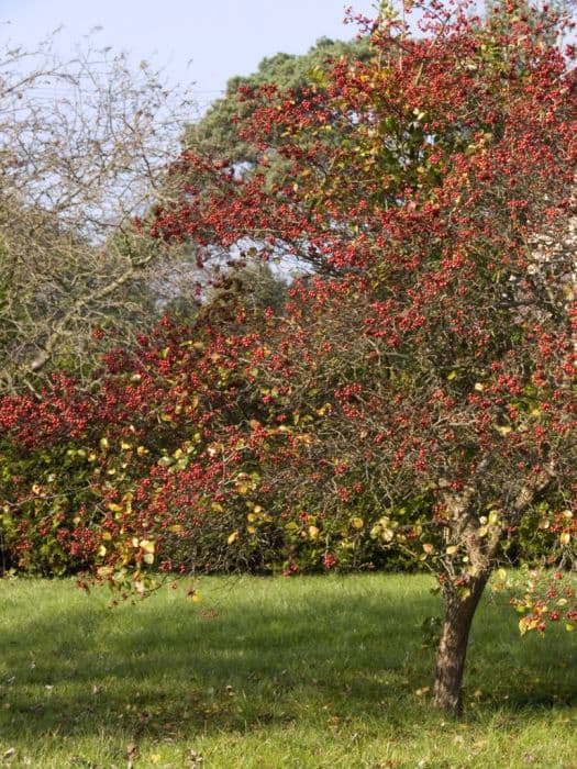 broad-leaved cockspur thorn