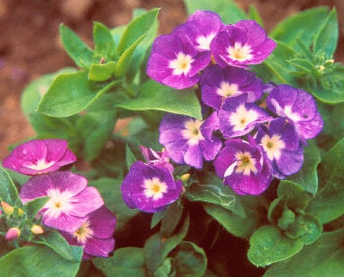 annual phlox 'Buttons Blue Shades'