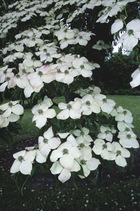 Chinese dogwood 'Wisley Queen'