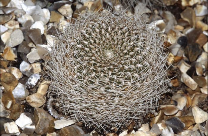 yellow crown cactus