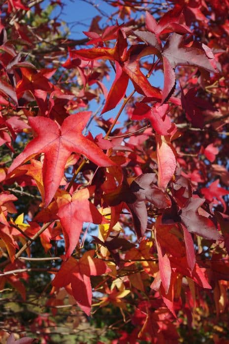 sweet gum 'Penwood'