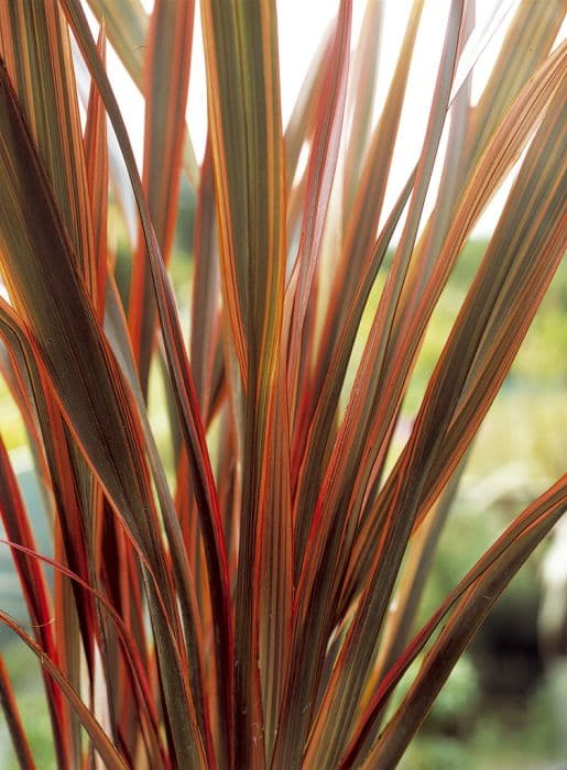 flax lily 'Firebird'