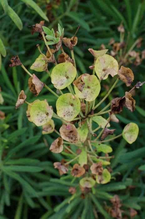 spurge 'Jimmy Platt'