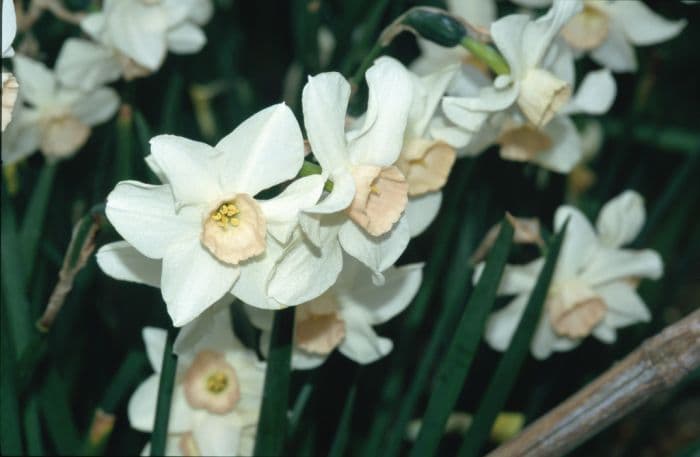 daffodil 'Bell Song'