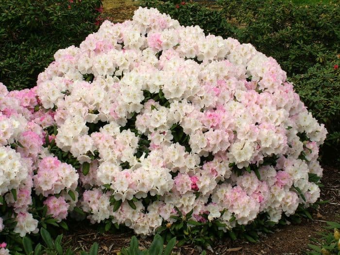 rhododendron 'Ken Janeck'