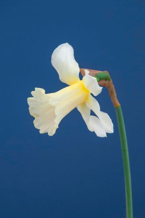 daffodil 'W.P. Milner'