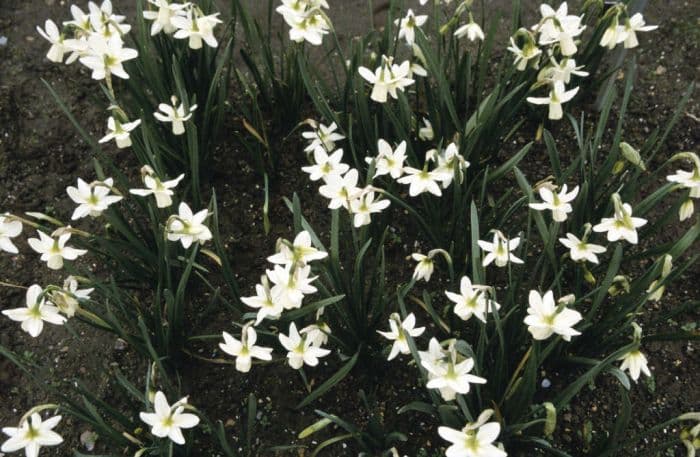 daffodil 'Ice Wings'