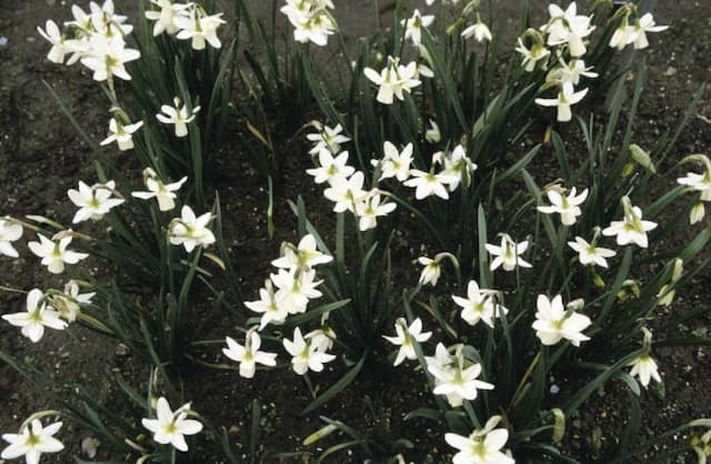 Daffodil 'Ice Wings'