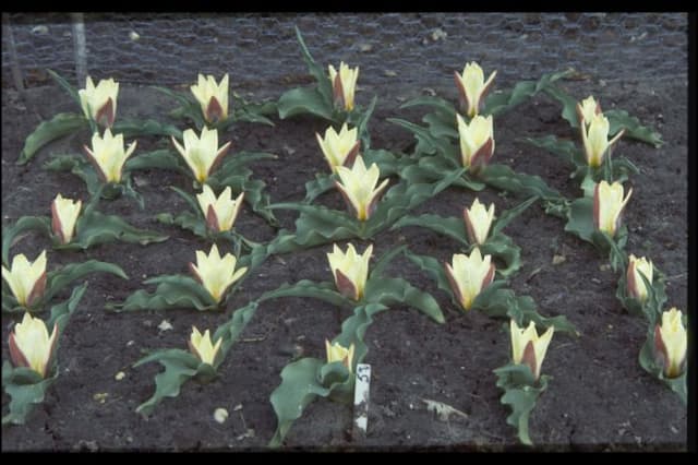 Tulip 'Ancilla'