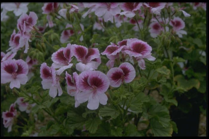 pelargonium 'Wayward Angel'