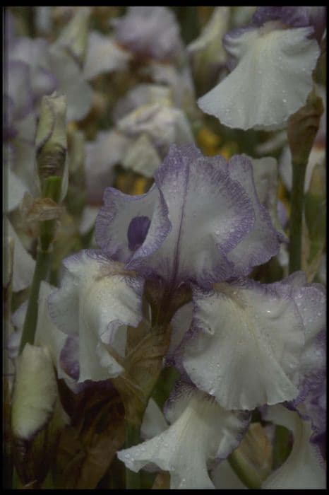 iris 'Violet Icing'