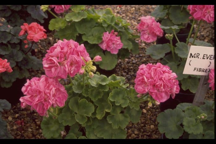 pelargonium 'Hope Valley'