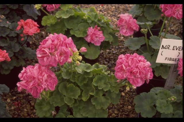 Pelargonium 'Hope Valley'