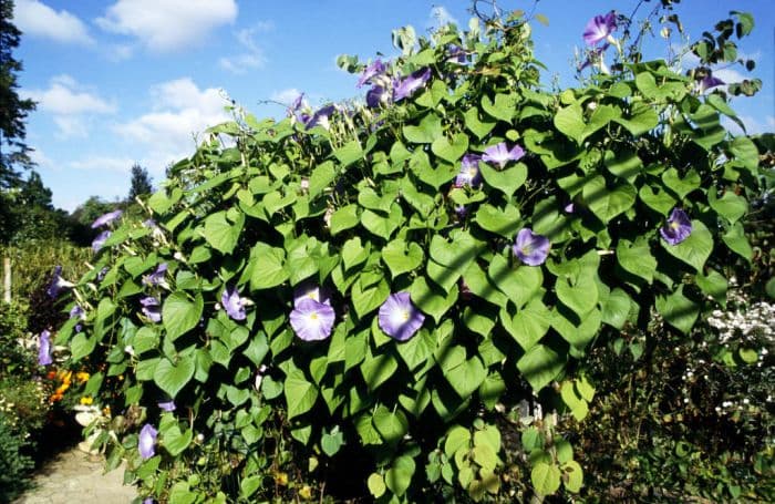 morning glory 'Heavenly Blue'