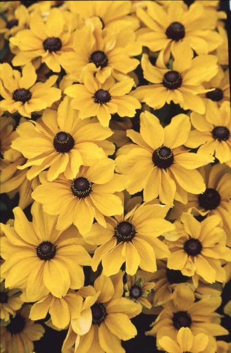 black-eyed Susan 'Toto'