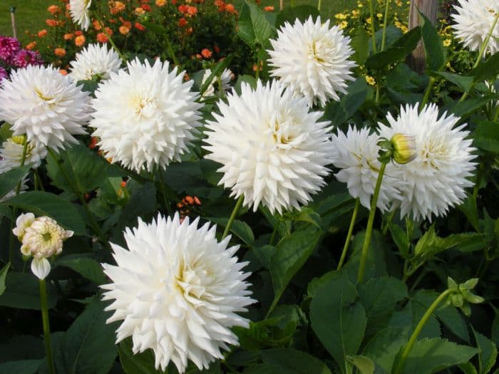 dahlia 'Mayan Swan'