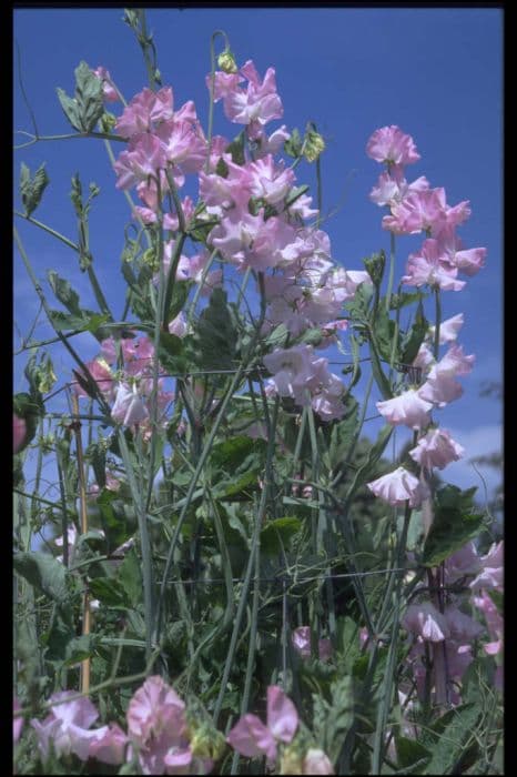 sweet pea 'Southbourne'