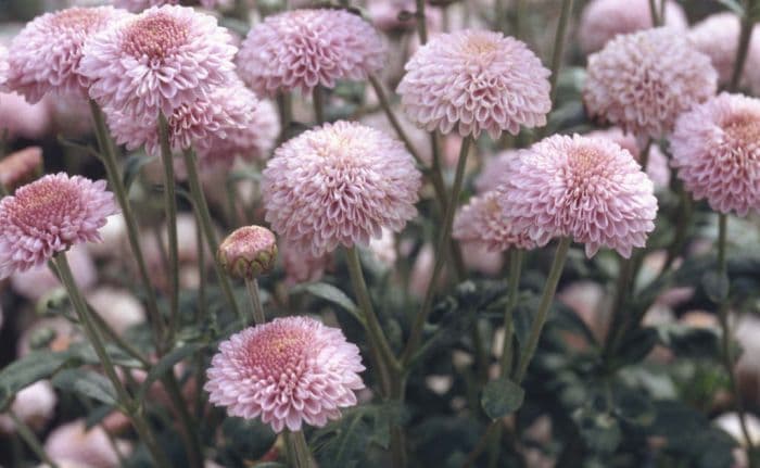 chrysanthemum 'Mavis'