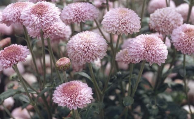 Chrysanthemum 'Mavis'