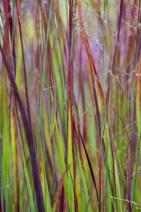 switch grass 'Heiliger Hain'