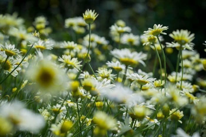 dyer's chamomile 'E.C. Buxton'