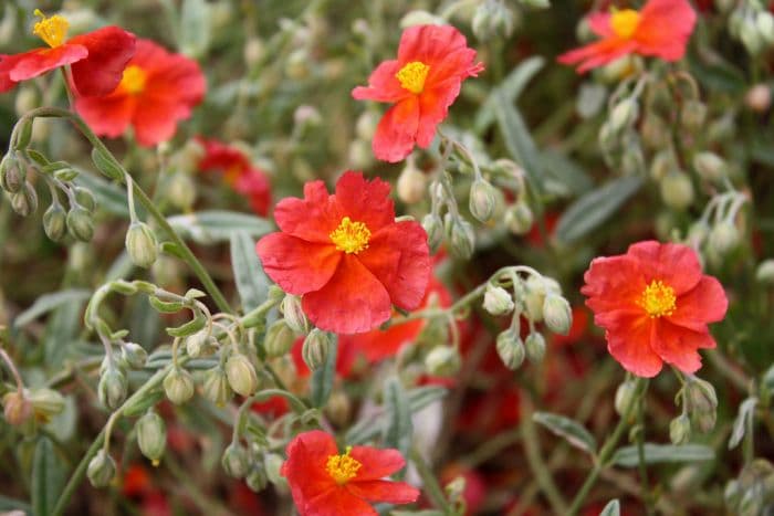 rock rose 'Fire Dragon'