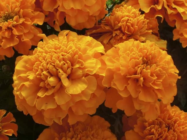 French marigold 'Hero Orange'