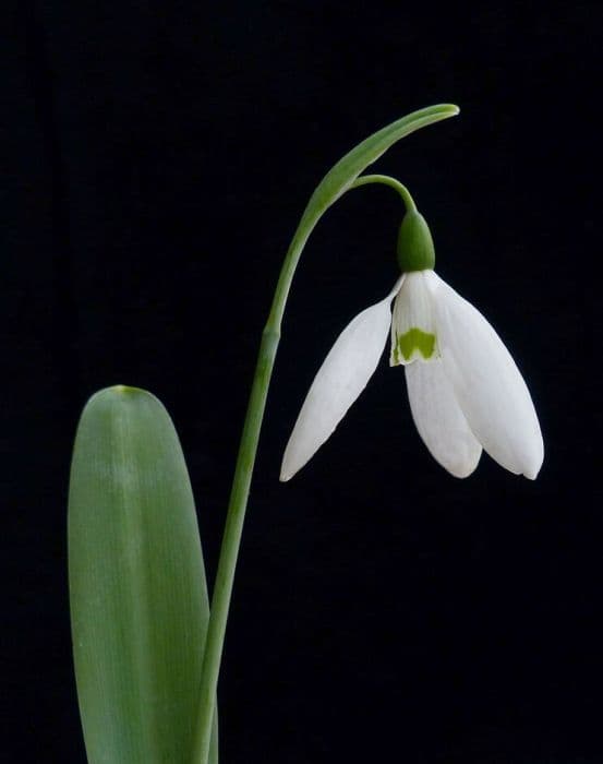 greater snowdrop Hiemalis Group