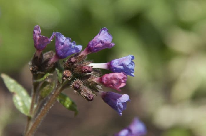 lungwort 'Majesté'