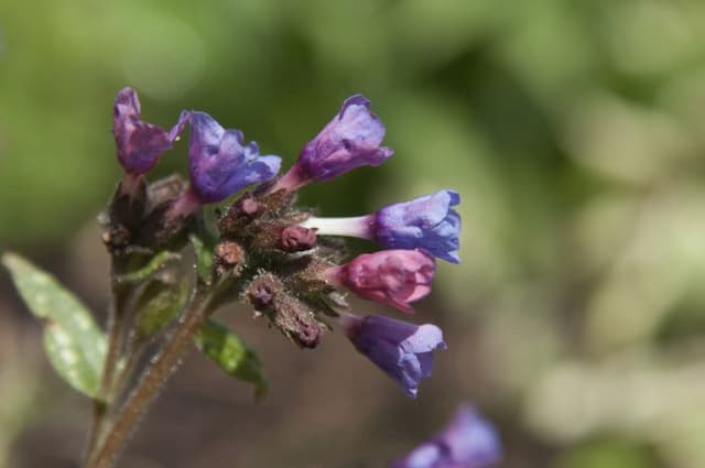 Lungwort 'Majesté'