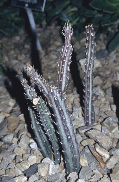 stapelioid kleinia