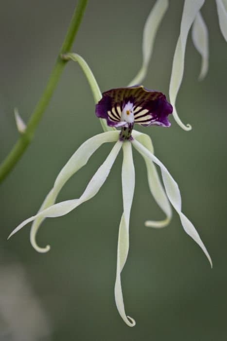 Clamshell orchid