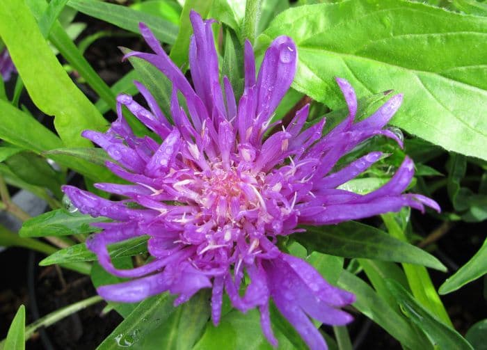 Stokes' aster 'Purple Parasols'