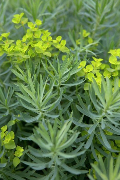 spurge 'Copton Ash'