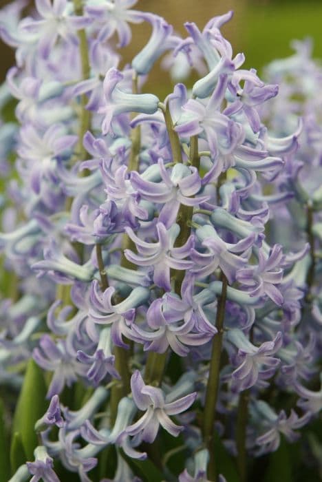 hyacinth 'Blue Festival'