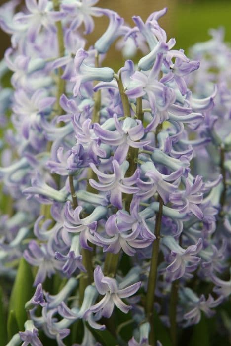 Hyacinth 'Blue Festival'