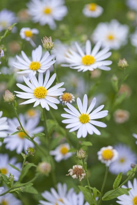 Japanese aster 'Charlotte'