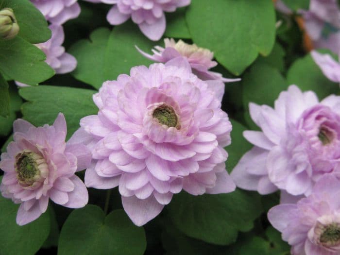 rosy rue anemone 'Oscar Schoaf'