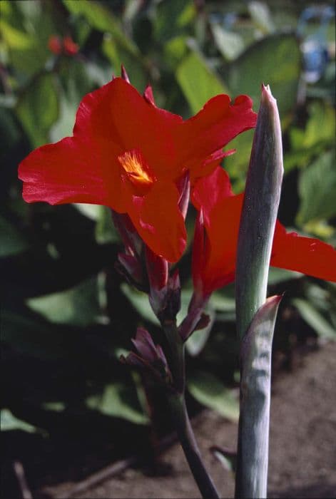 canna 'Amundsen'